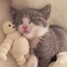 猫咪直播破解版资源